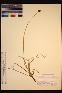 Carex vernacula image